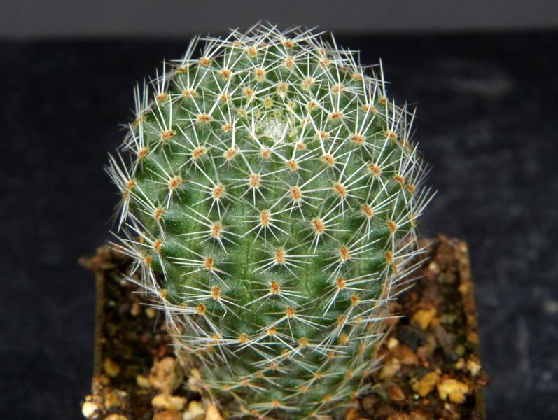 Sales plant (sample)